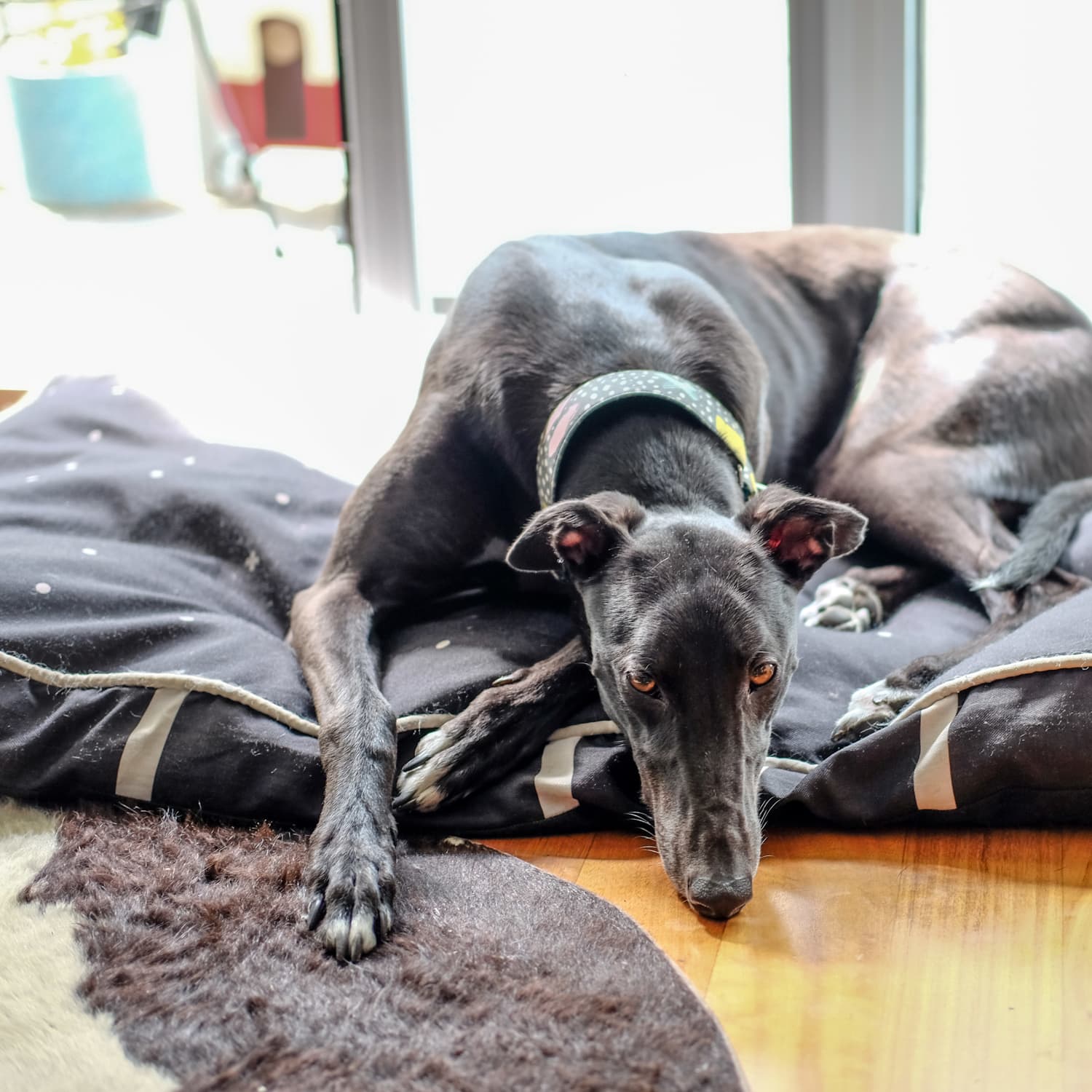 How to Talk to Your Landlord About Getting a Pet Apartment Therapy
